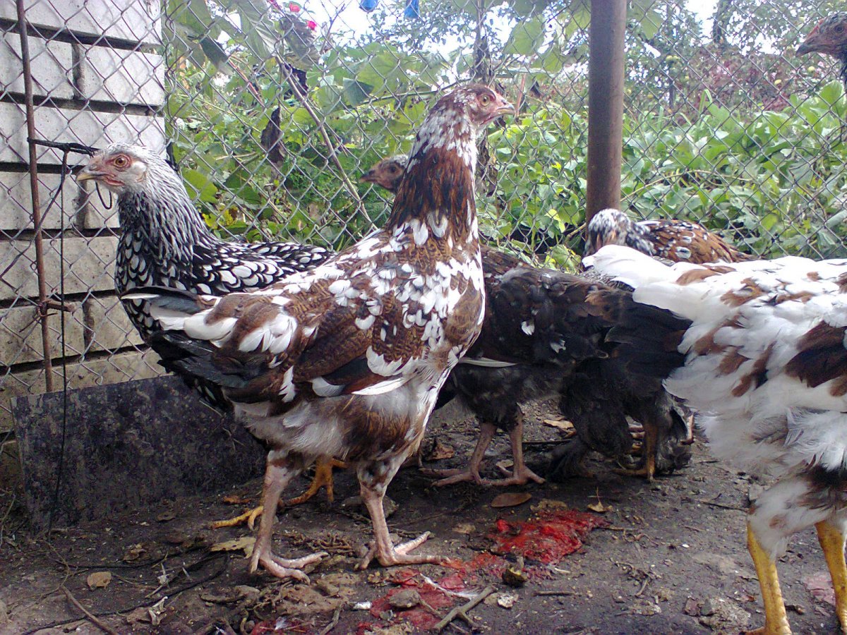 Ливенская ситцевая курица