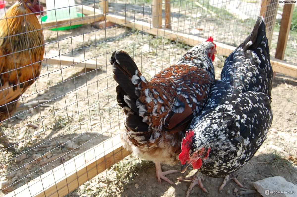 Загорская ситцевая порода