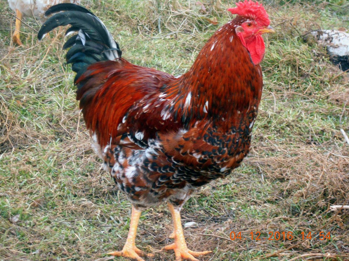 Ситцевый- петух порода