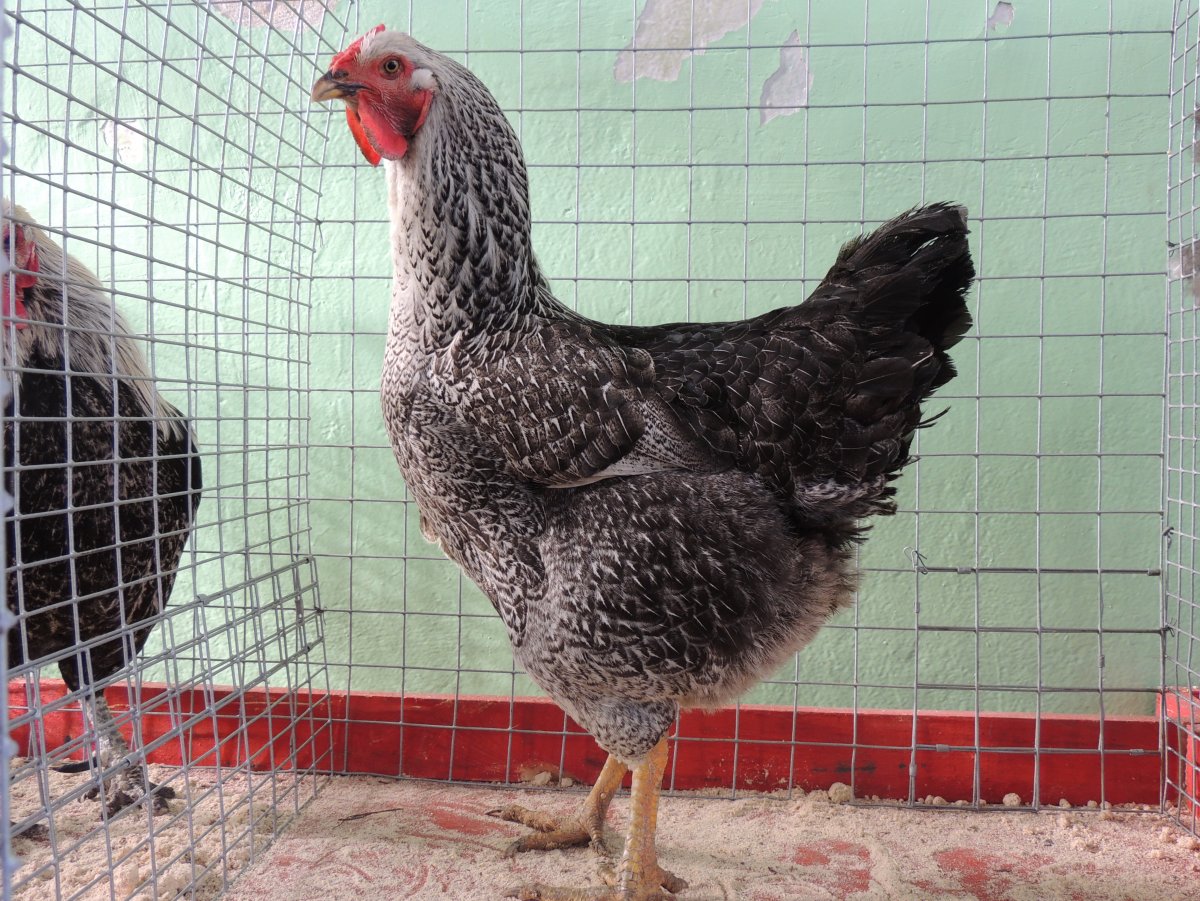 Порода кур с короной на голове