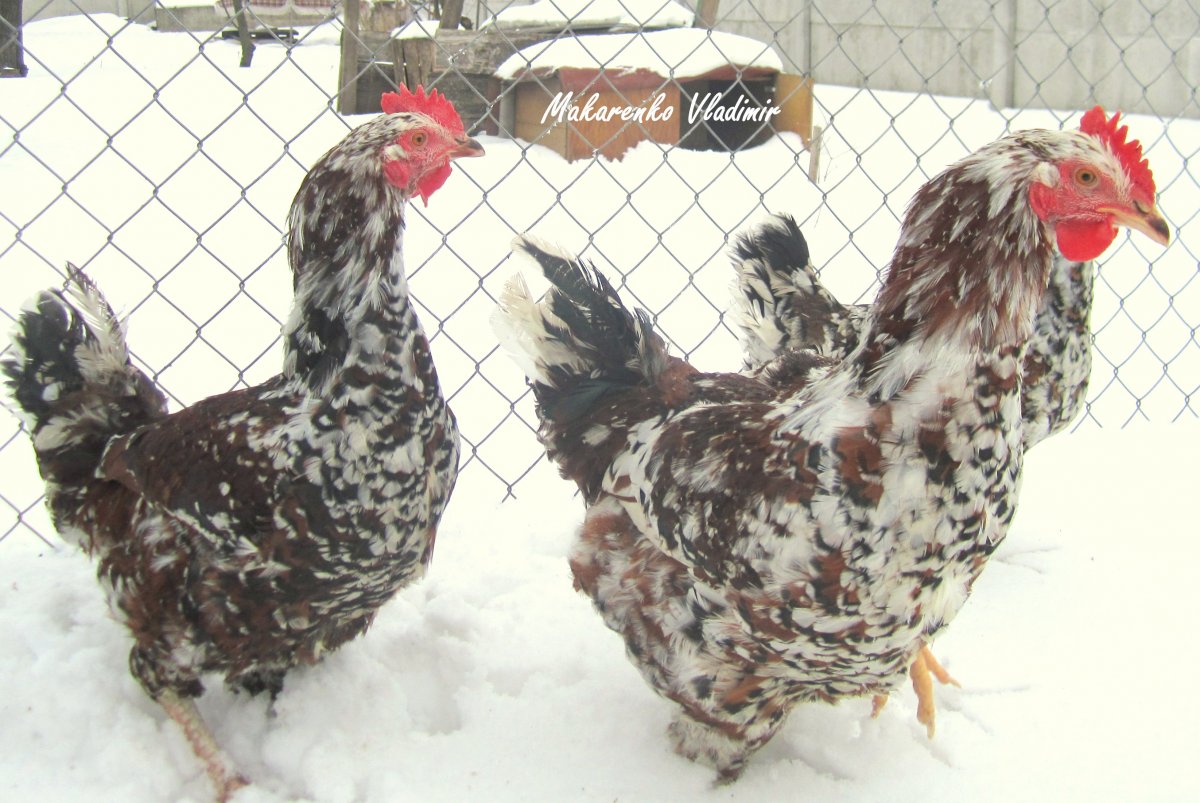 Купить кур Ливенской породы в Воронежской