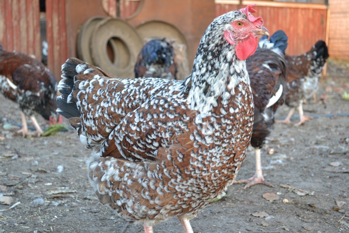 Ливенские ситцевые куры