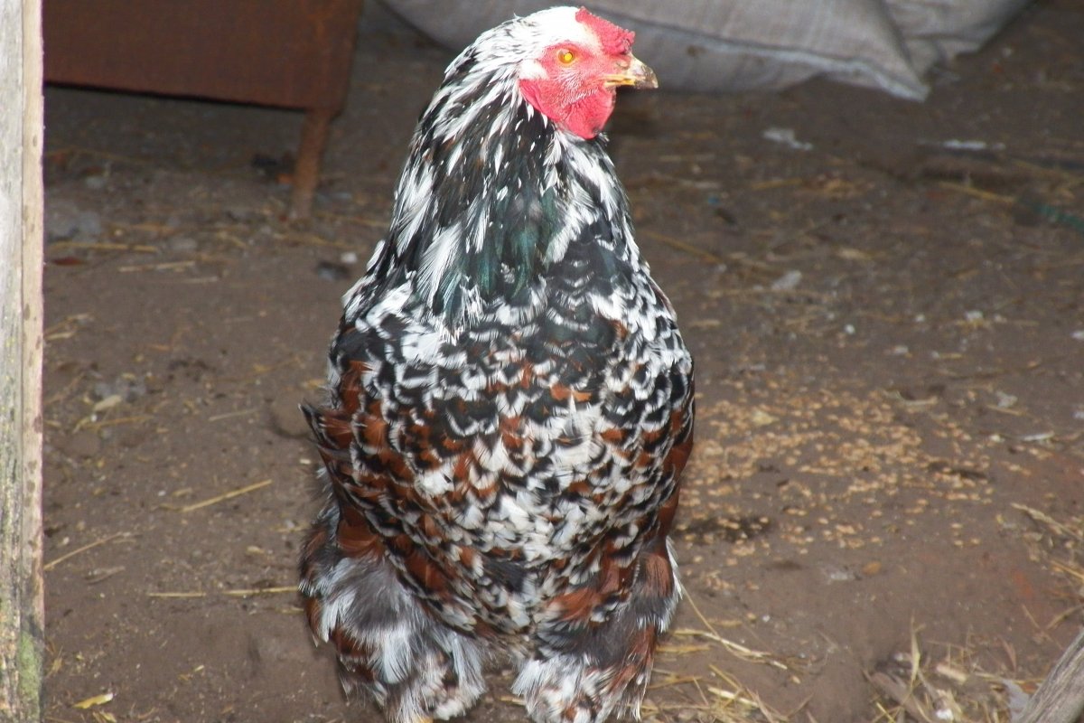 Ливенский петух черный