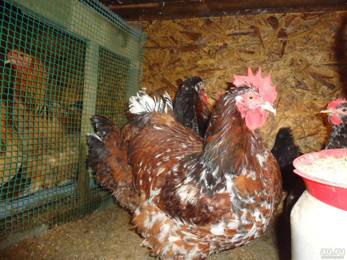 Молодняк мясных кур
