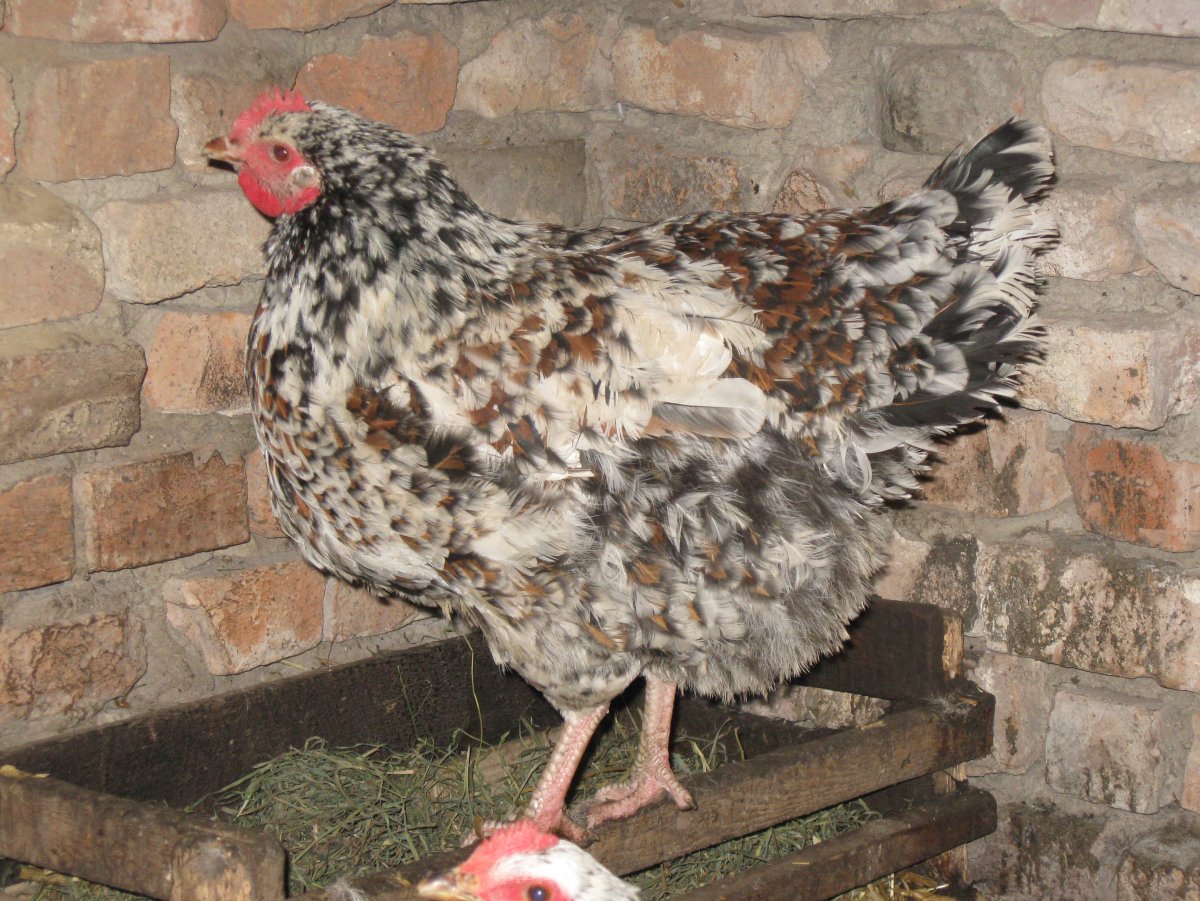 Орловские ситцевые куры