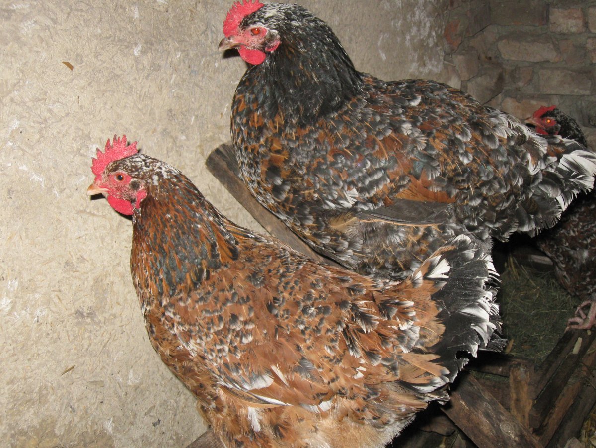 Куры шершетки курчавые