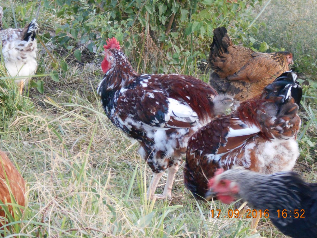 Ливенская ситцевая курица