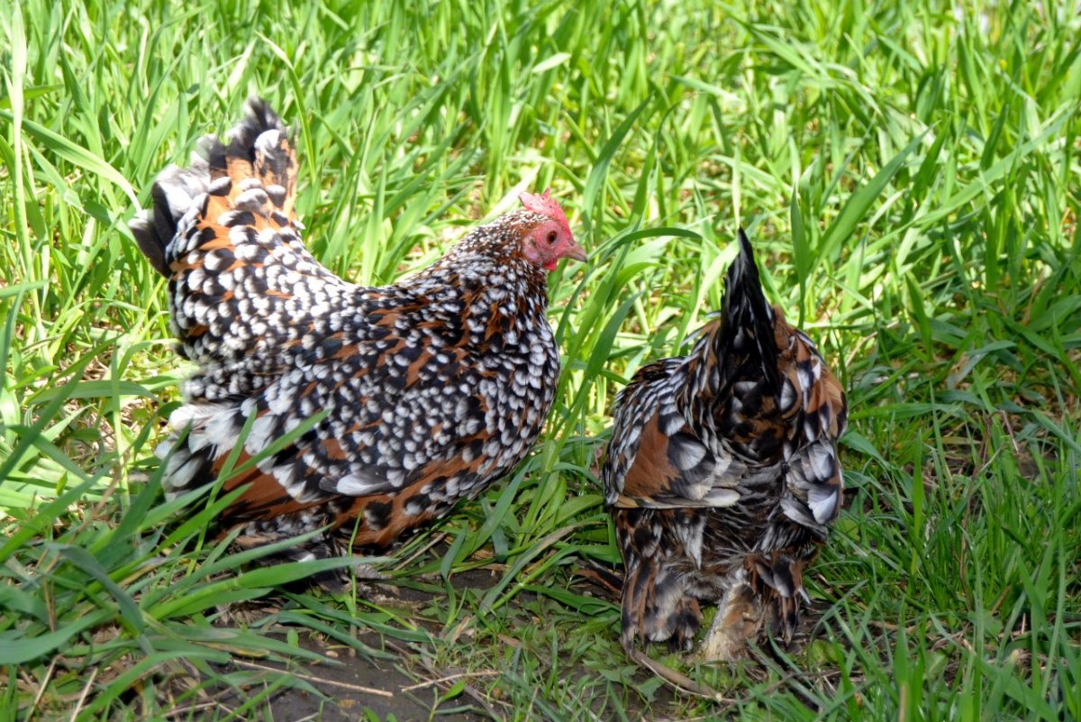 Порода кур Эстер