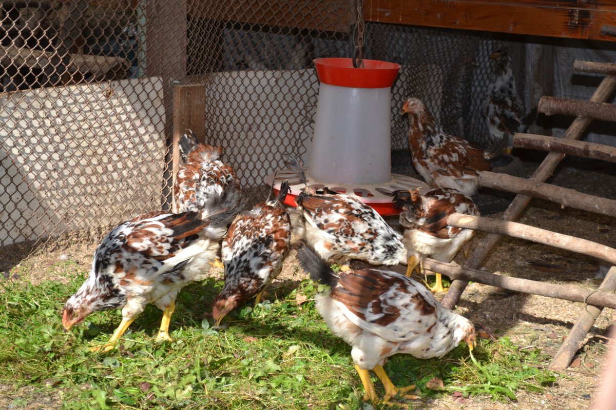 Андалузская голубая курица