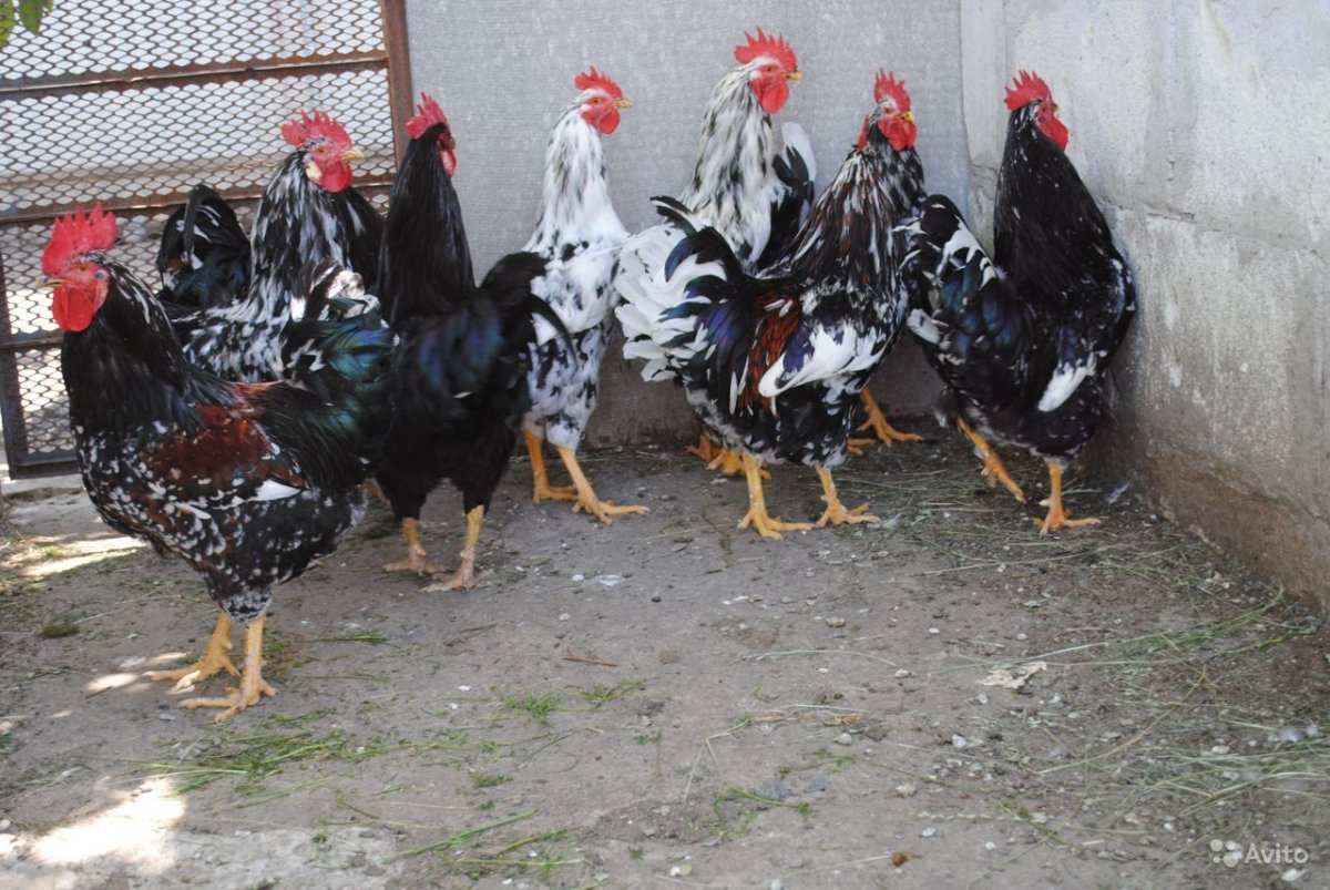 Орловская ситцевая порода