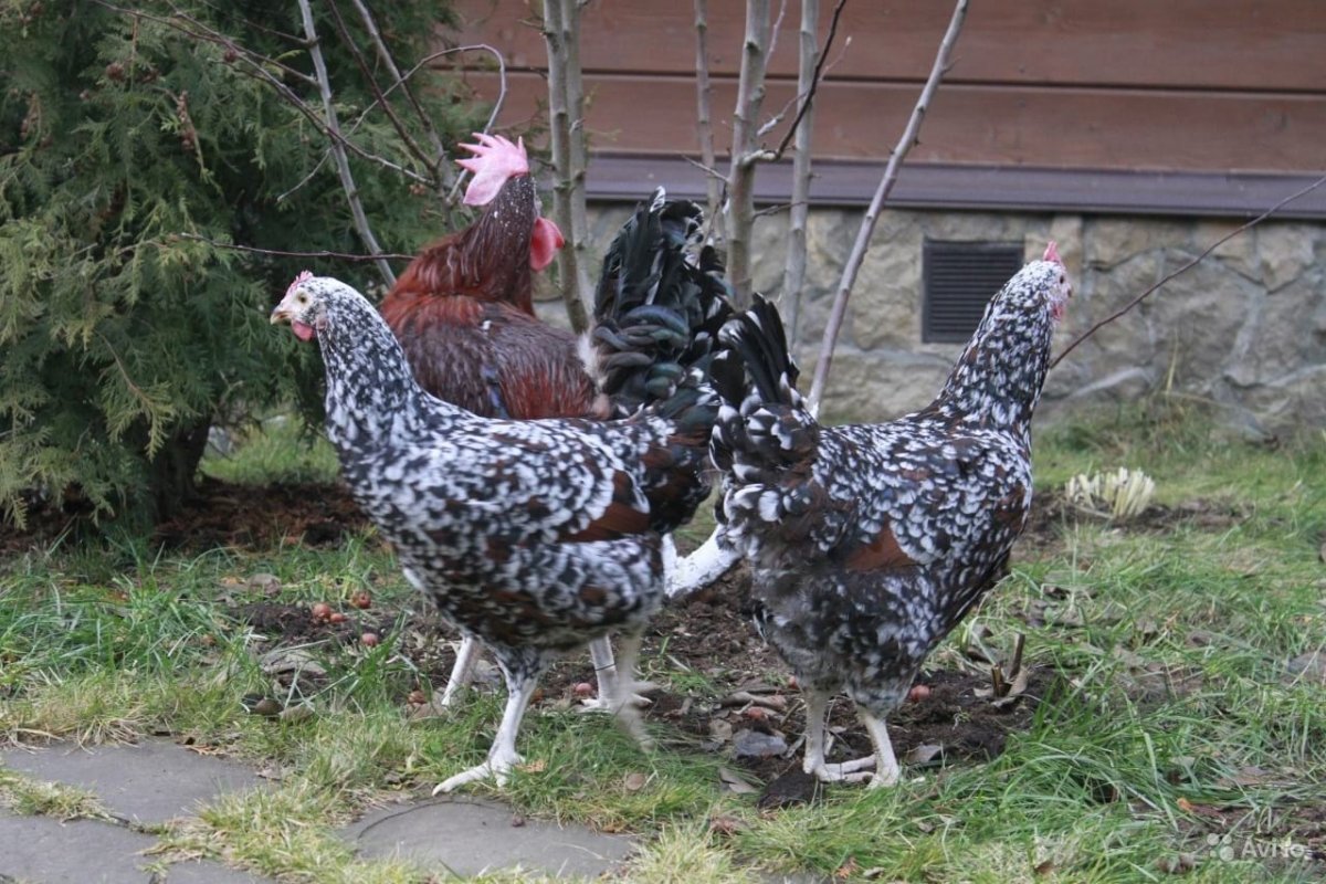 Ливенская ситцевая курица