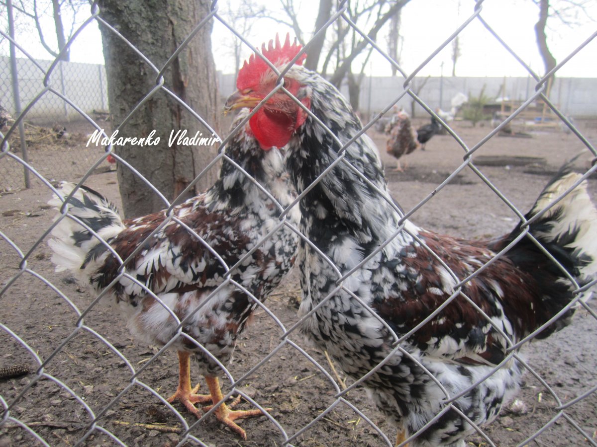 Бентамки ситцевые