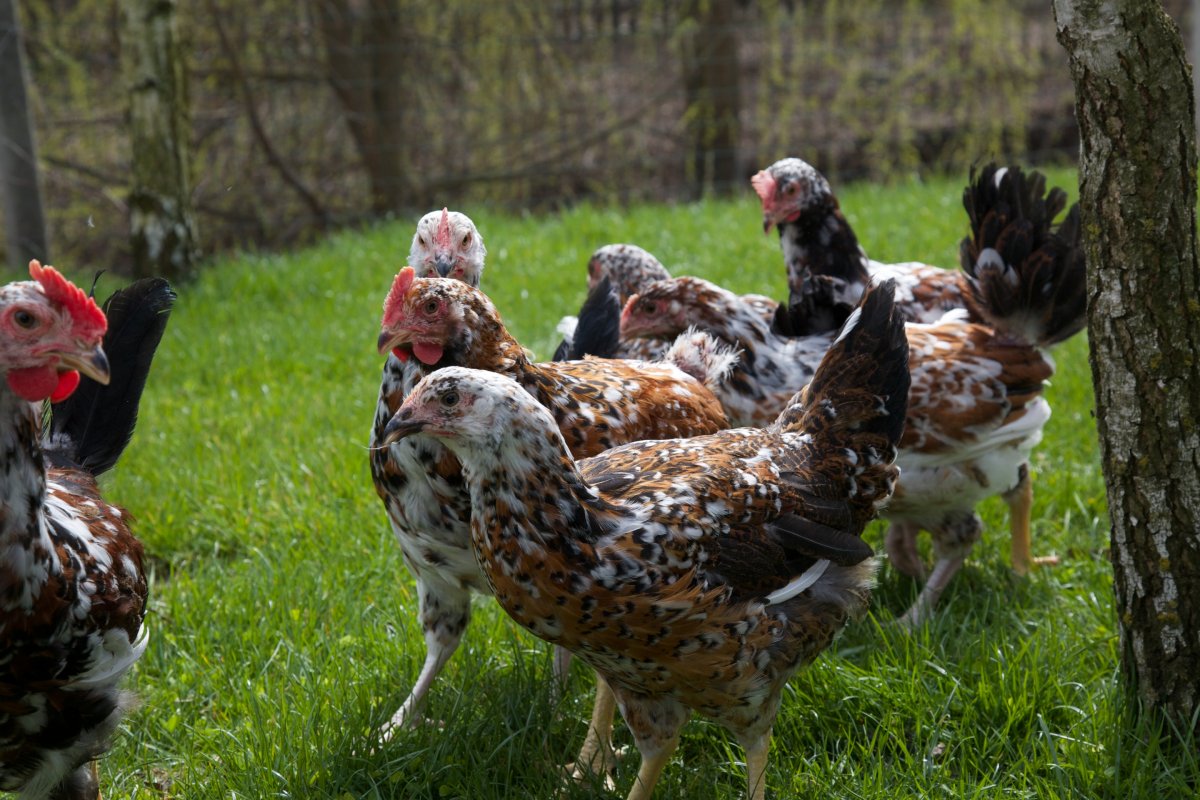 Ливенская ситцевая