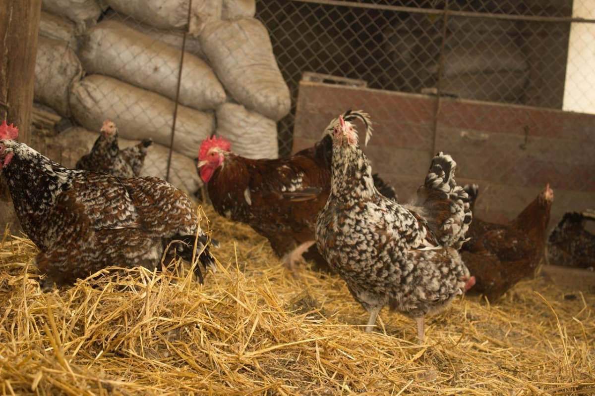 Ливенская ситцевая порода