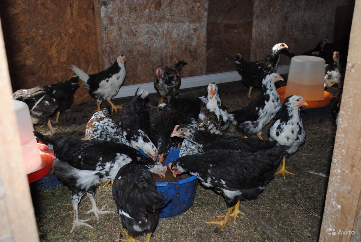 Породы кур несушек Орловские