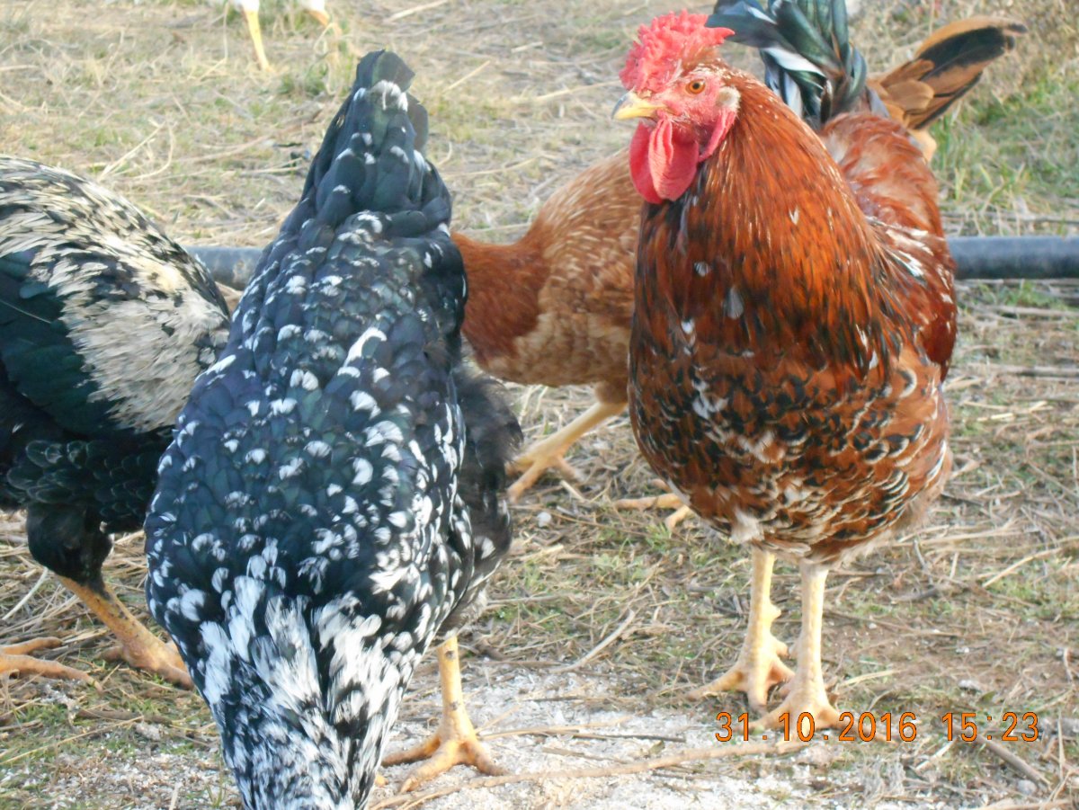 Орловские ситцевые куры