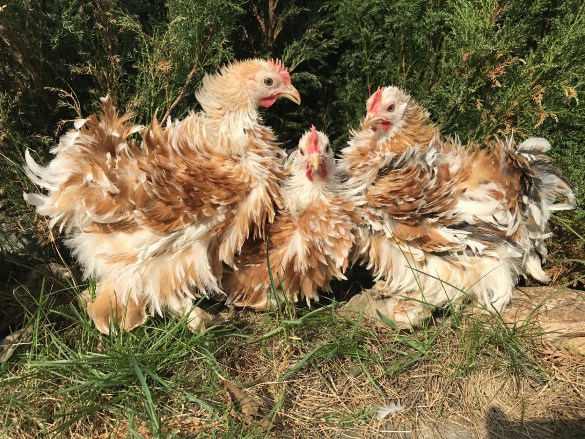 Серебристый Леггорн Борковская барвистая