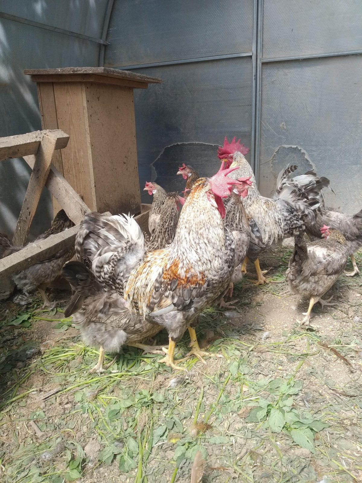 Ливинская куры