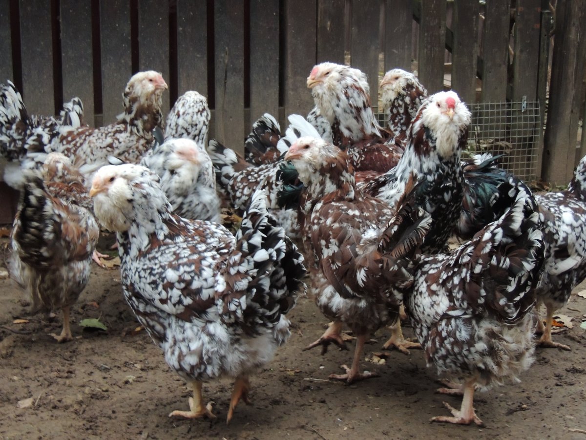 Бентамка ситцевая