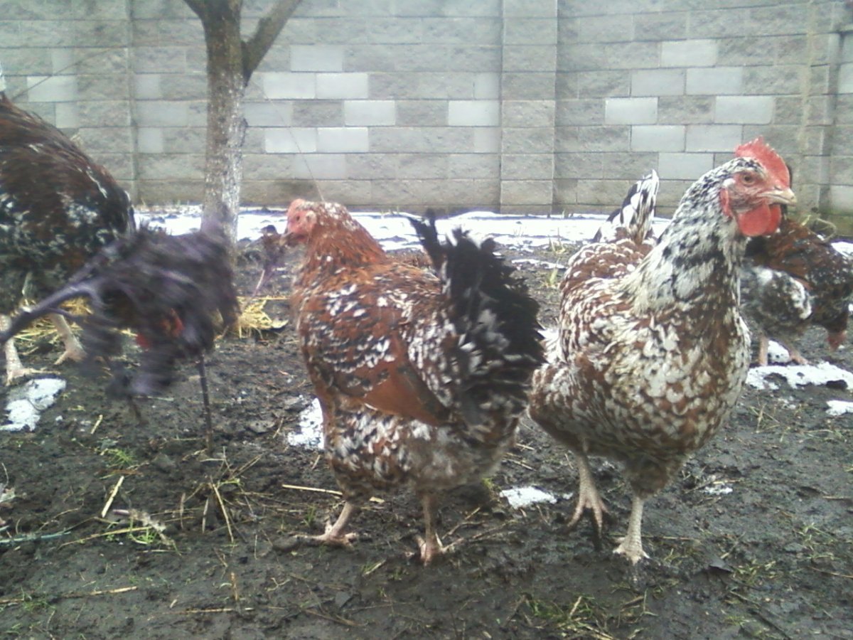 Пекинская бентамка