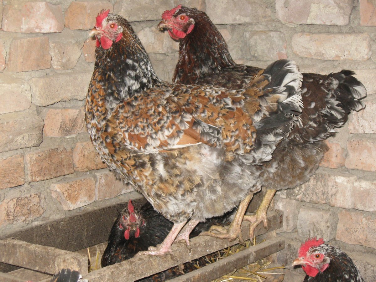 Ливенская ситцевая порода кур