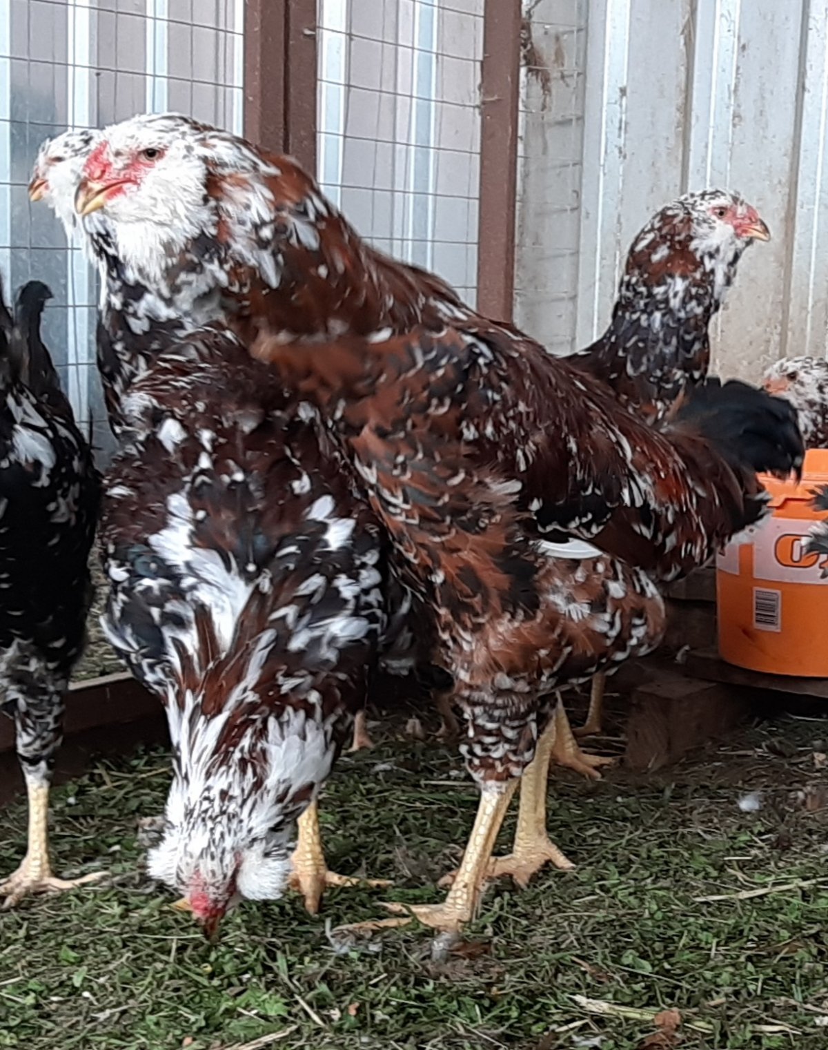 Декоративные куры бентамки