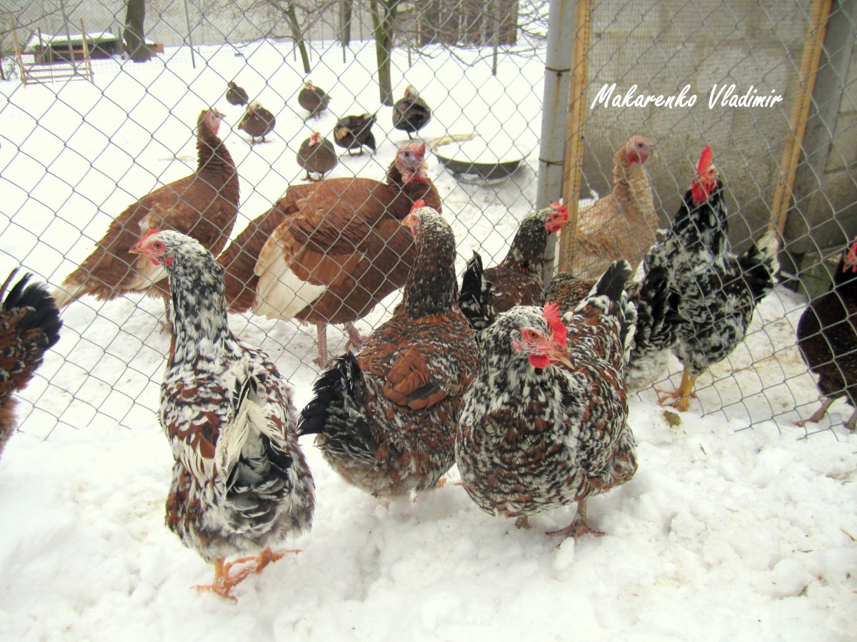 Ливенские ситцевые цыплята окрас