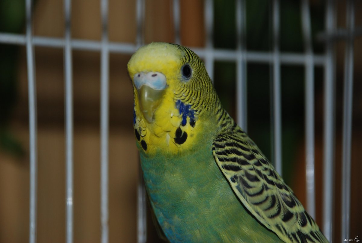 Волнистый попугайчик самка