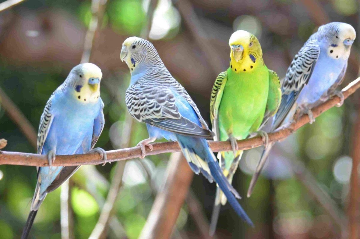 Нежный попугай Budgies