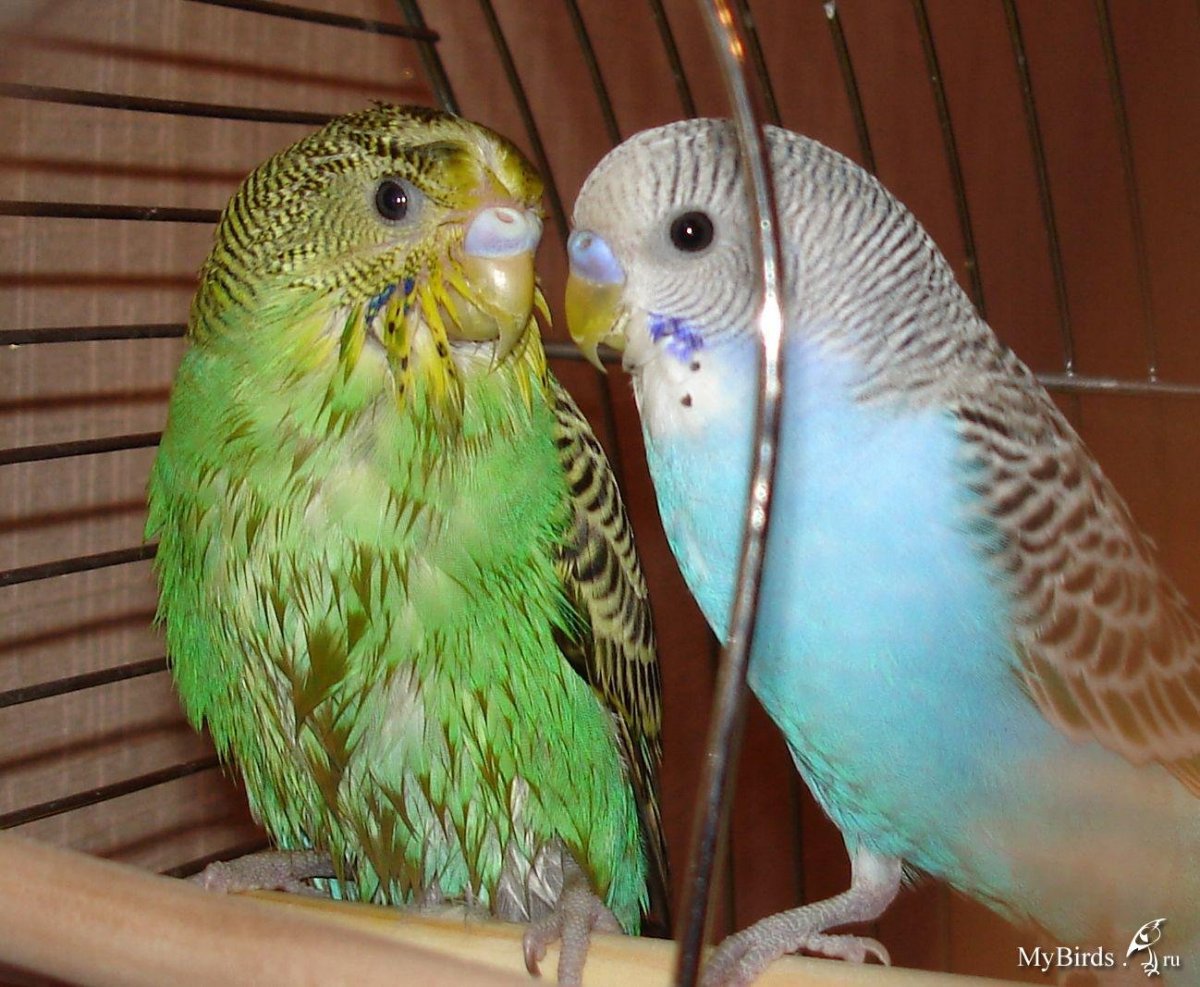 Коричный волнистый попугайчик