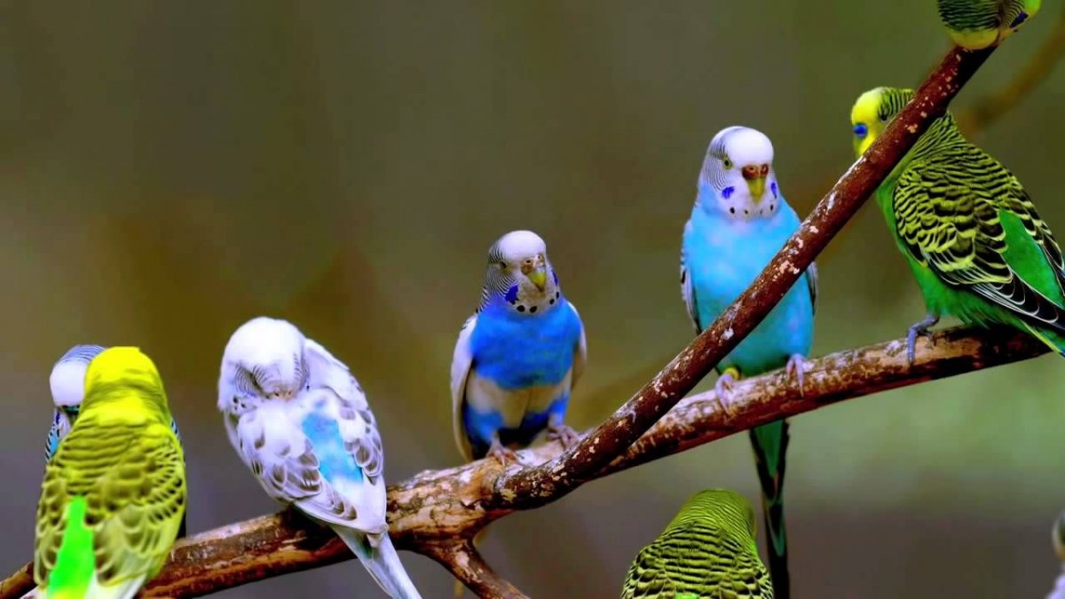 Волнистые попугаи на рабочий стол