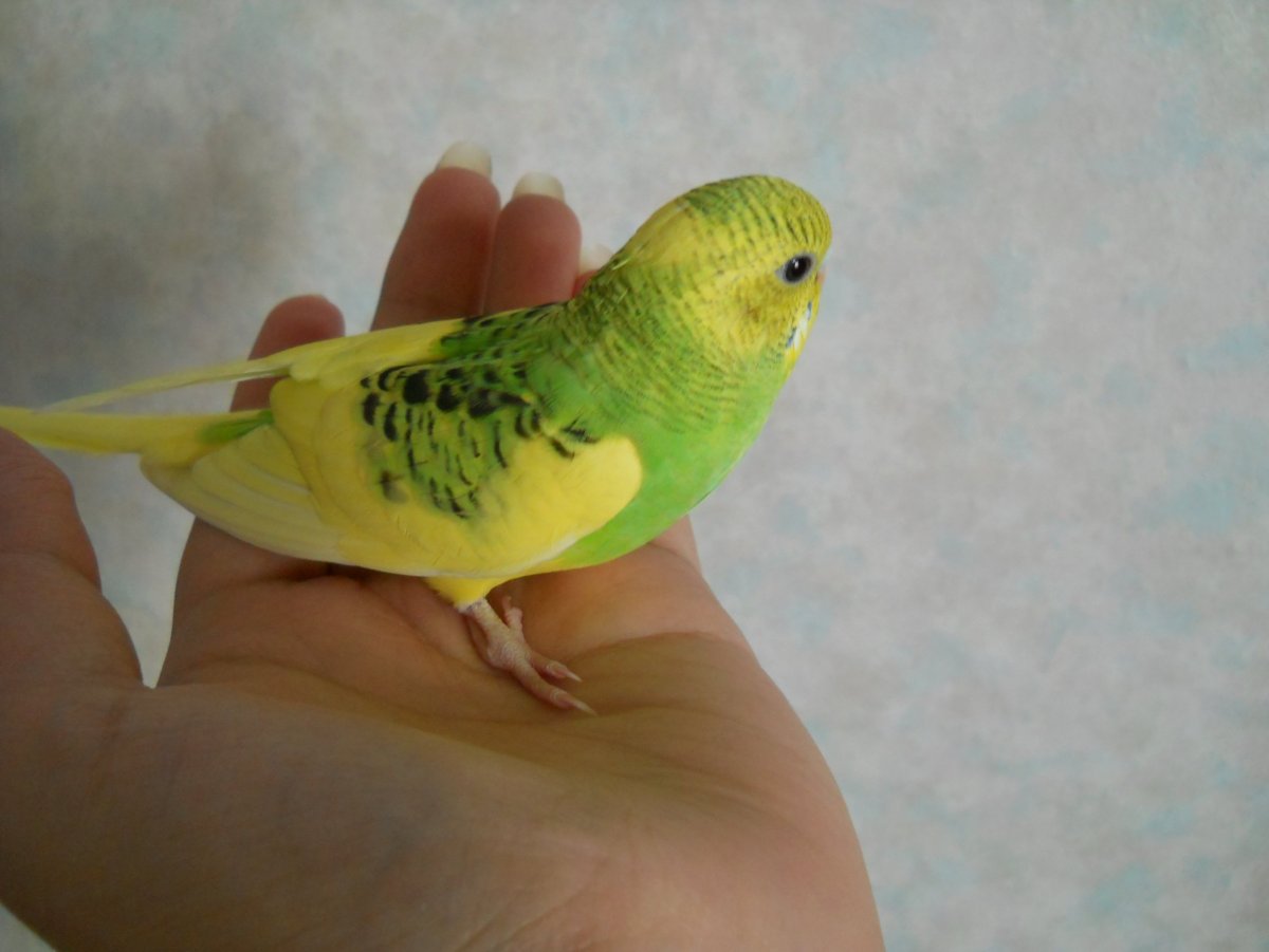 Самка волнистого попугая купить г Пермь зоомагазин Лайма желтая.