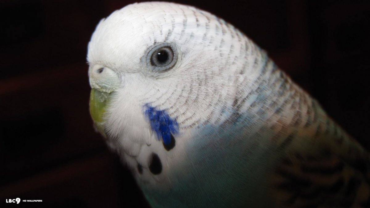 Волнистый попугай