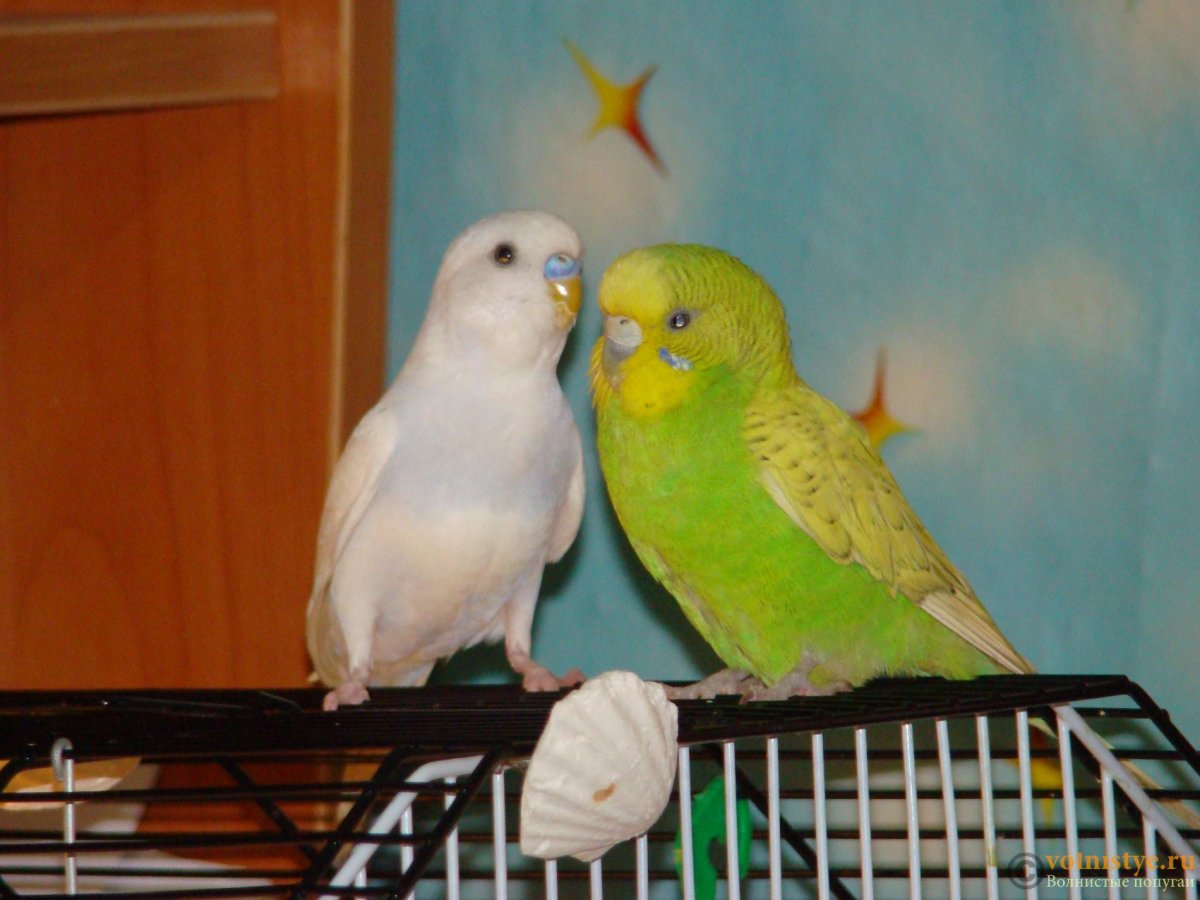 Попугай волнистик самец