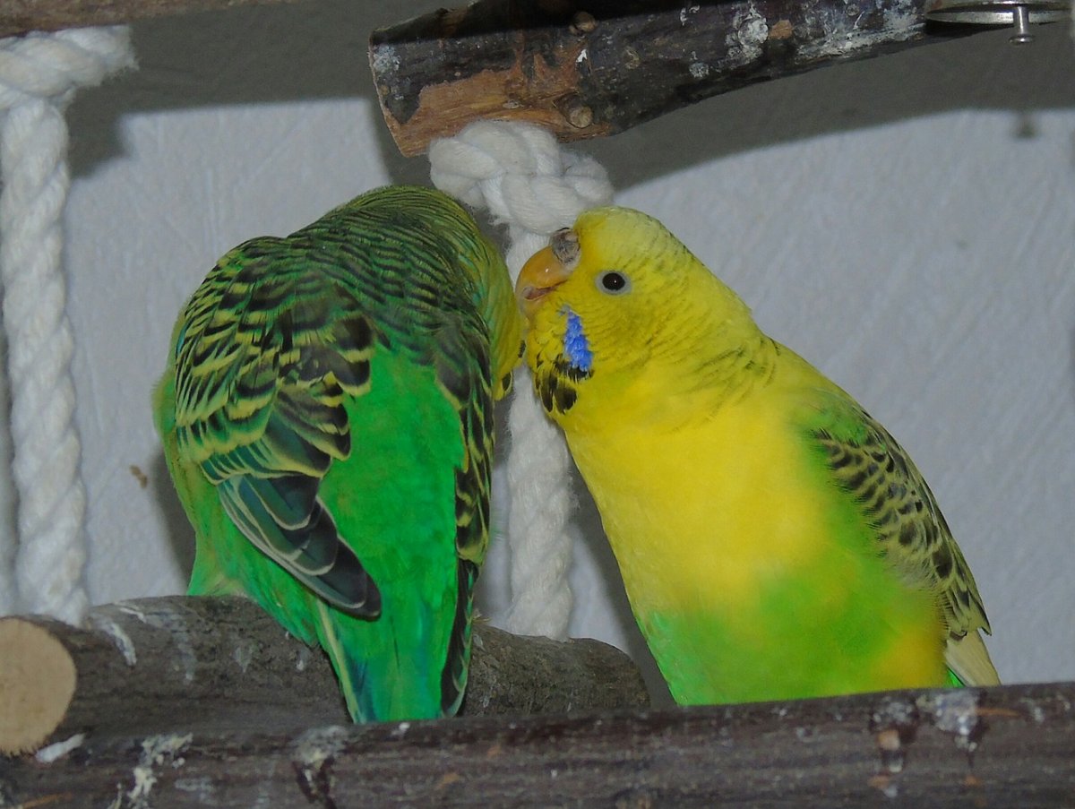 Parrot Budgie Green Yellow