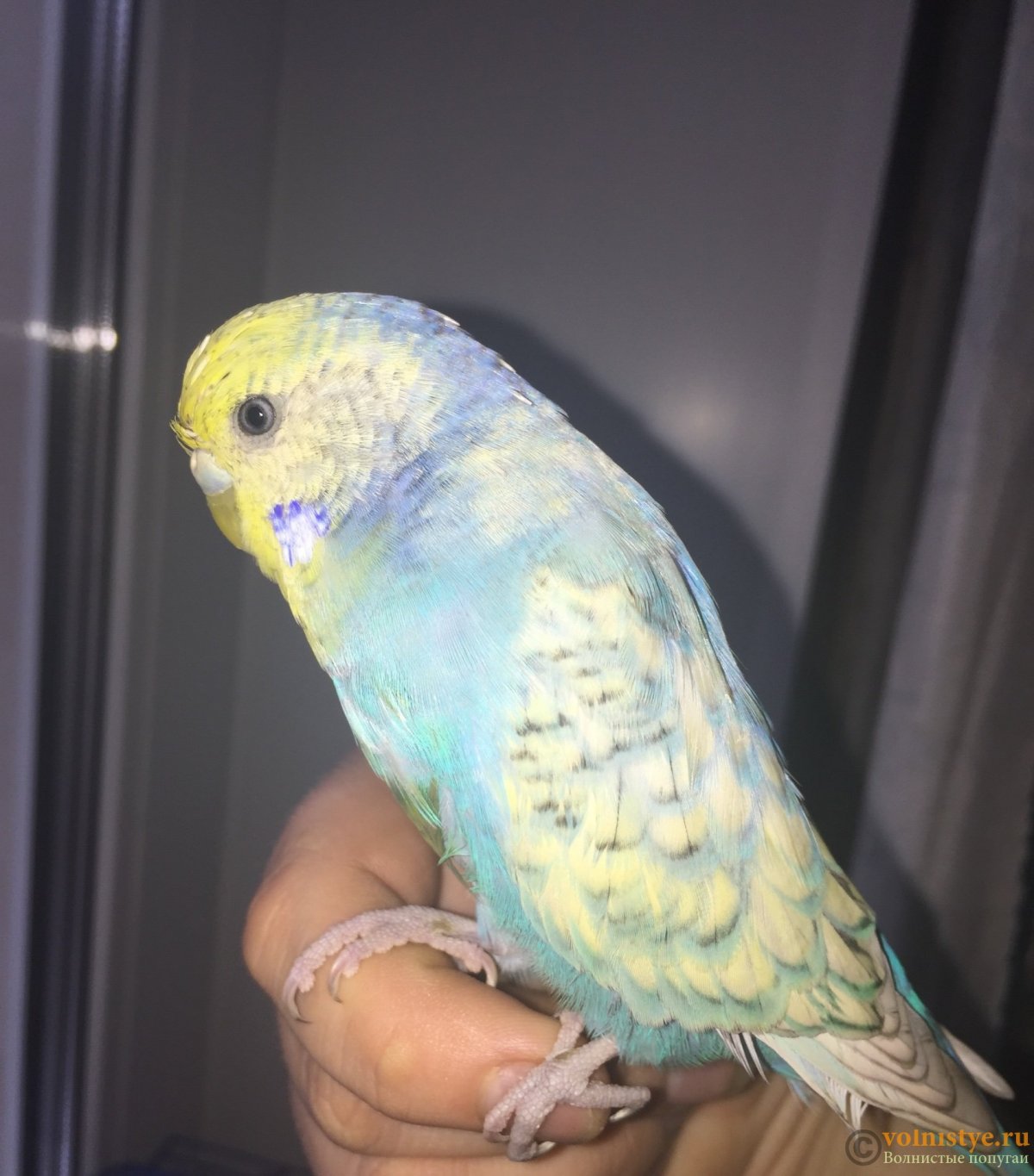 Волнистый попугай окраса Пинто