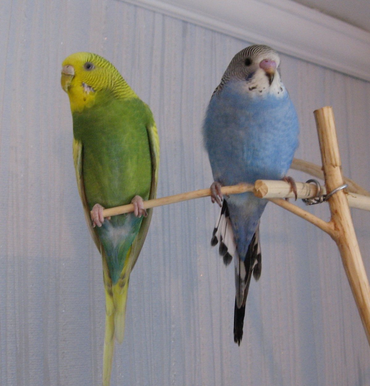 Волнистый попугайчик самка