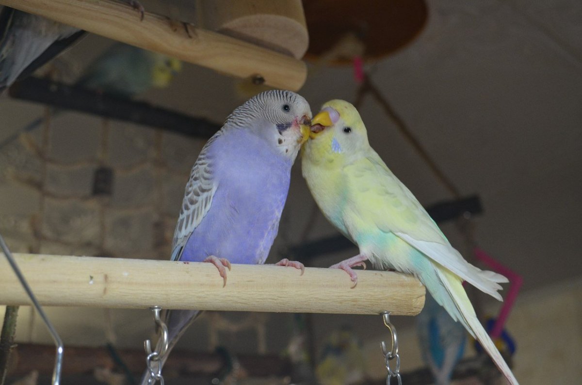 Детеныш волнистого попугая