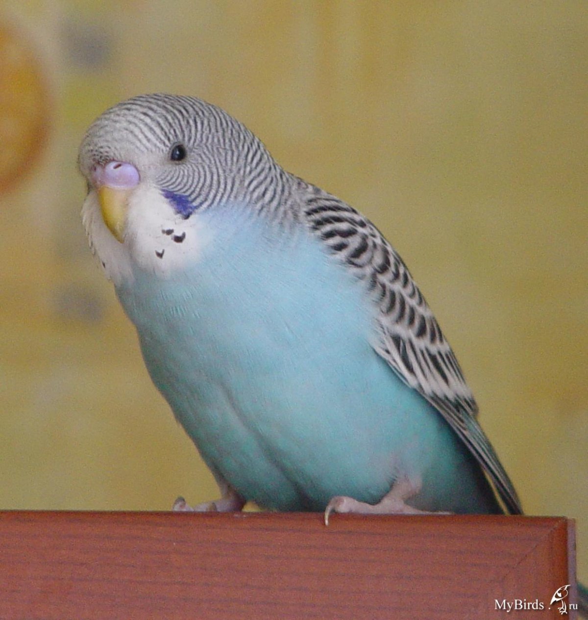 Самка волнистого попугая