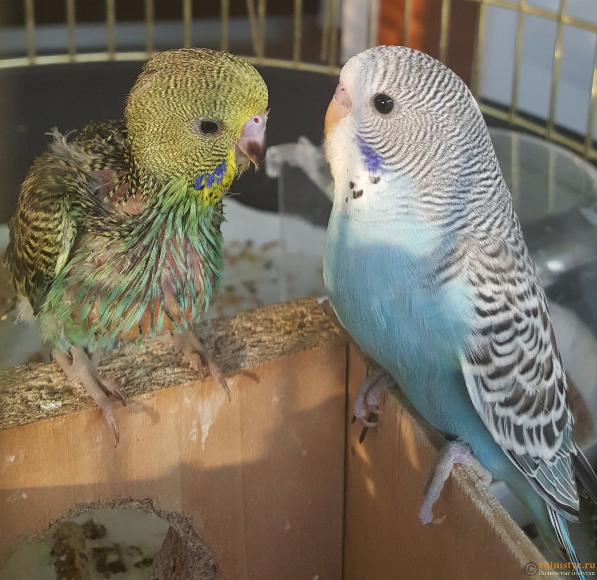 Взрослый волнистый попугай