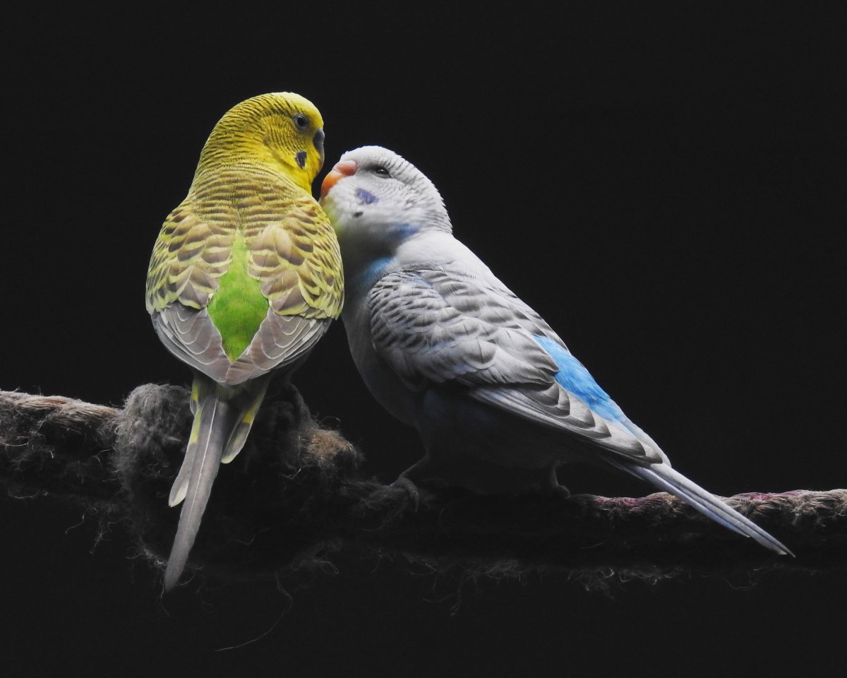 Волнистый попугайчик бельгийский