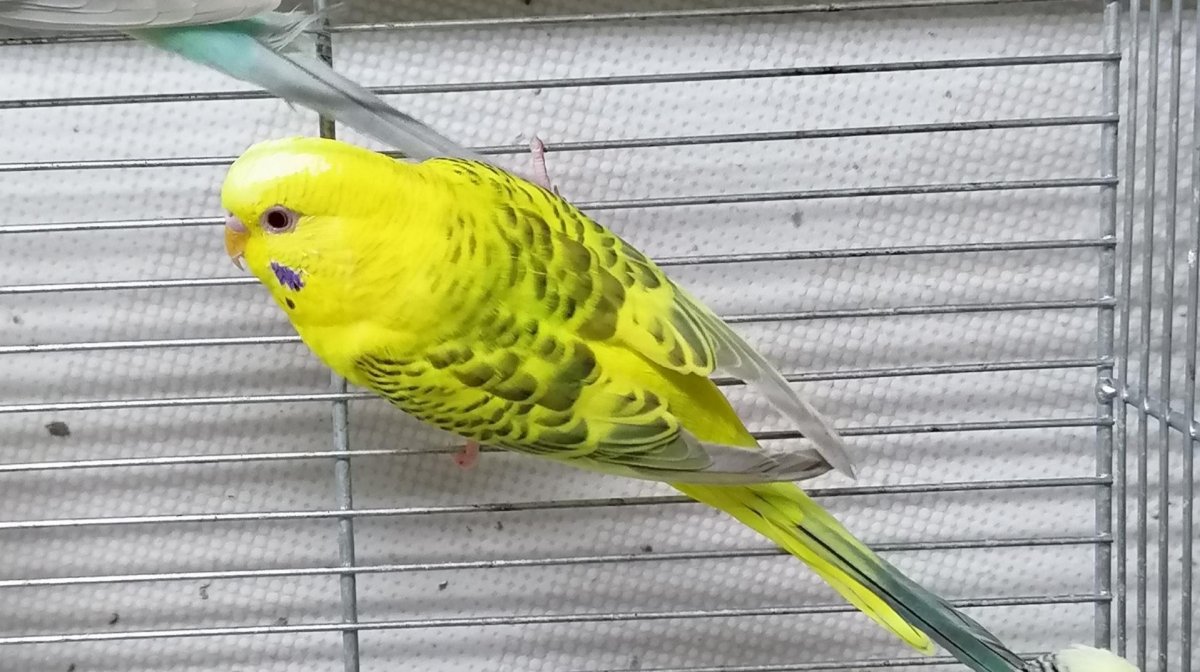 Кружевной волнистый попугай