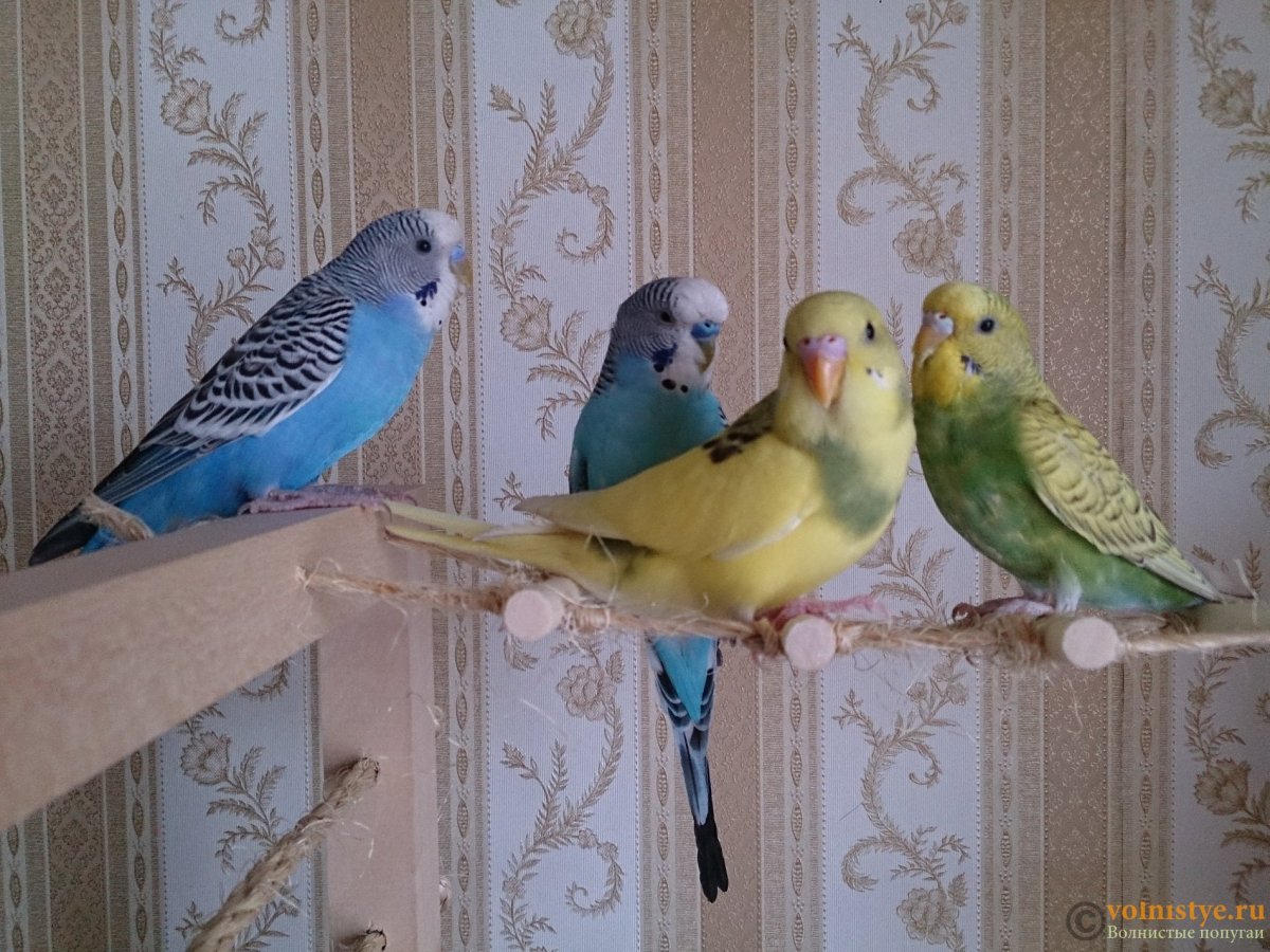 Волнистый попугай пол года