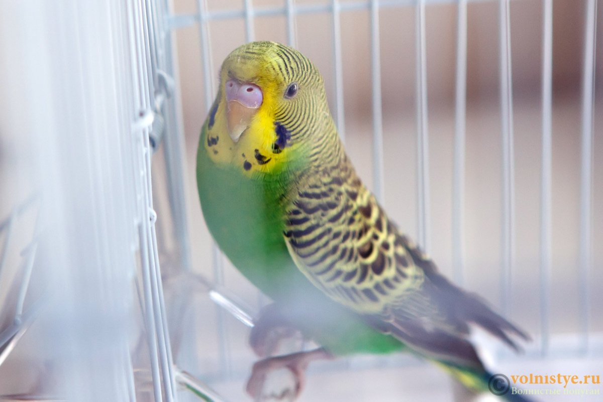 Волнистый попугай какого пола разговаривает