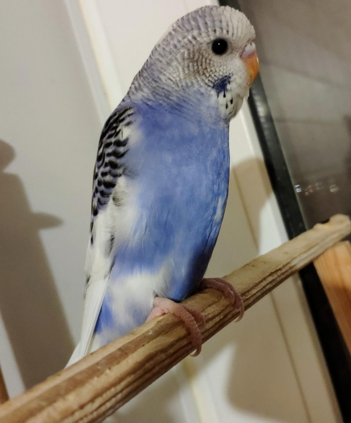 Опалиновые волнистые попугаи