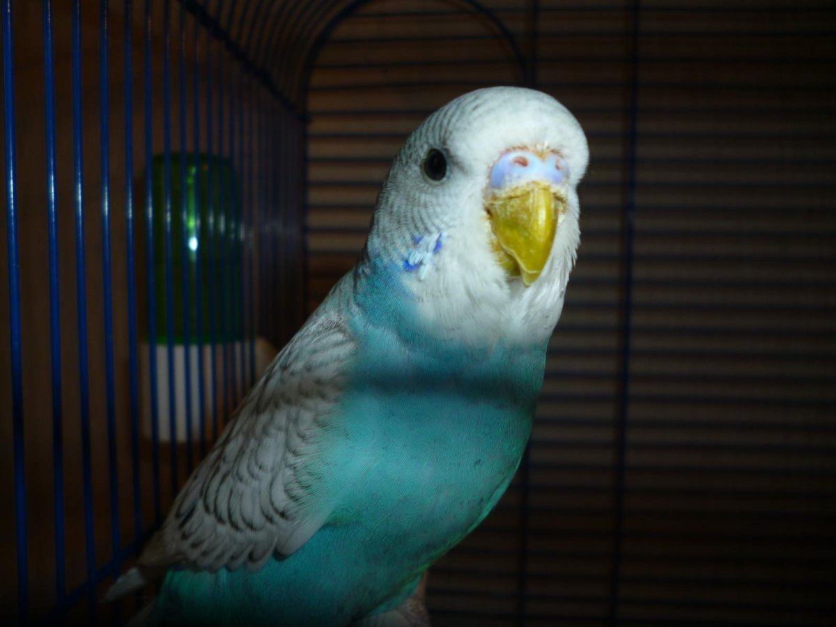 Самка волнистого попугая