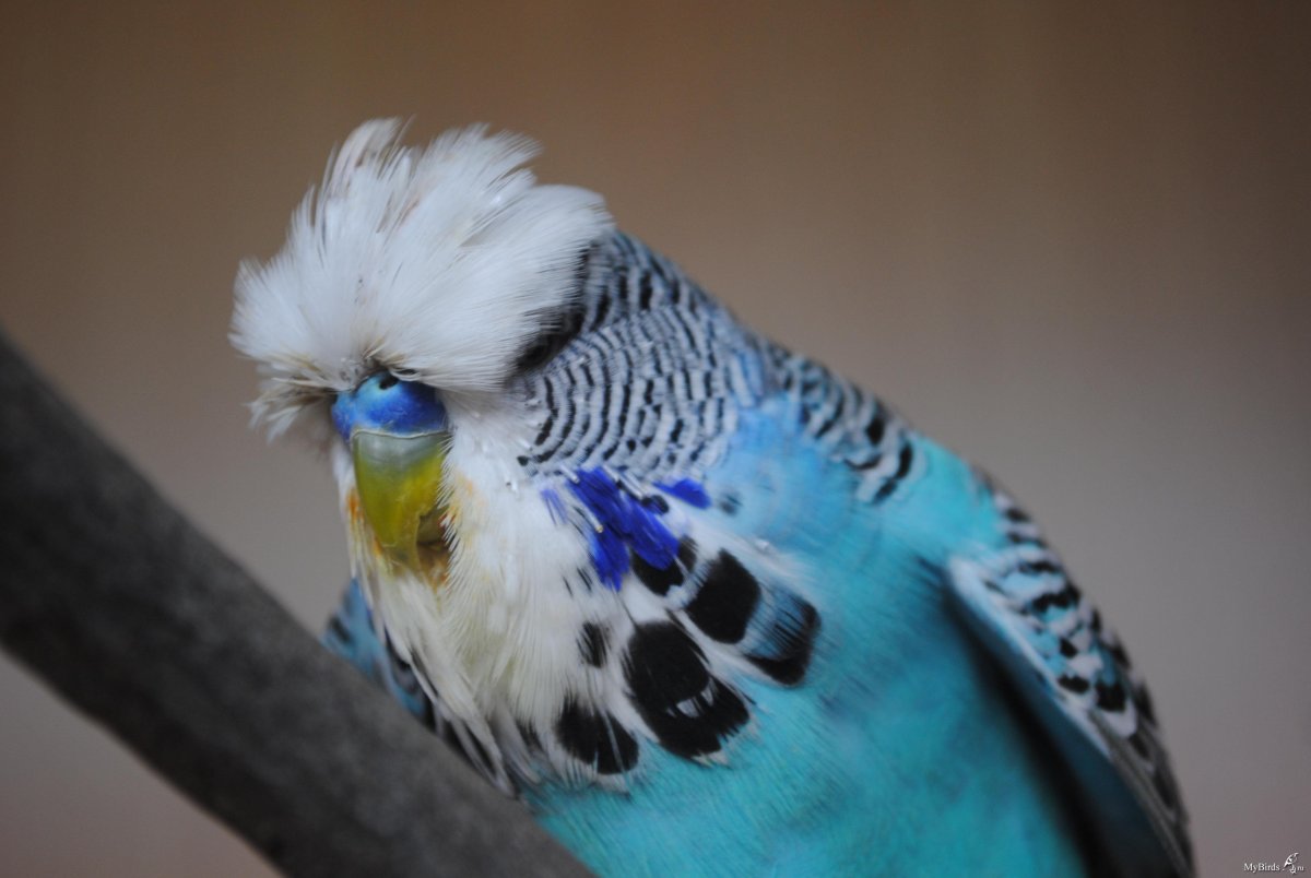 Кудрявый волнистый попугай