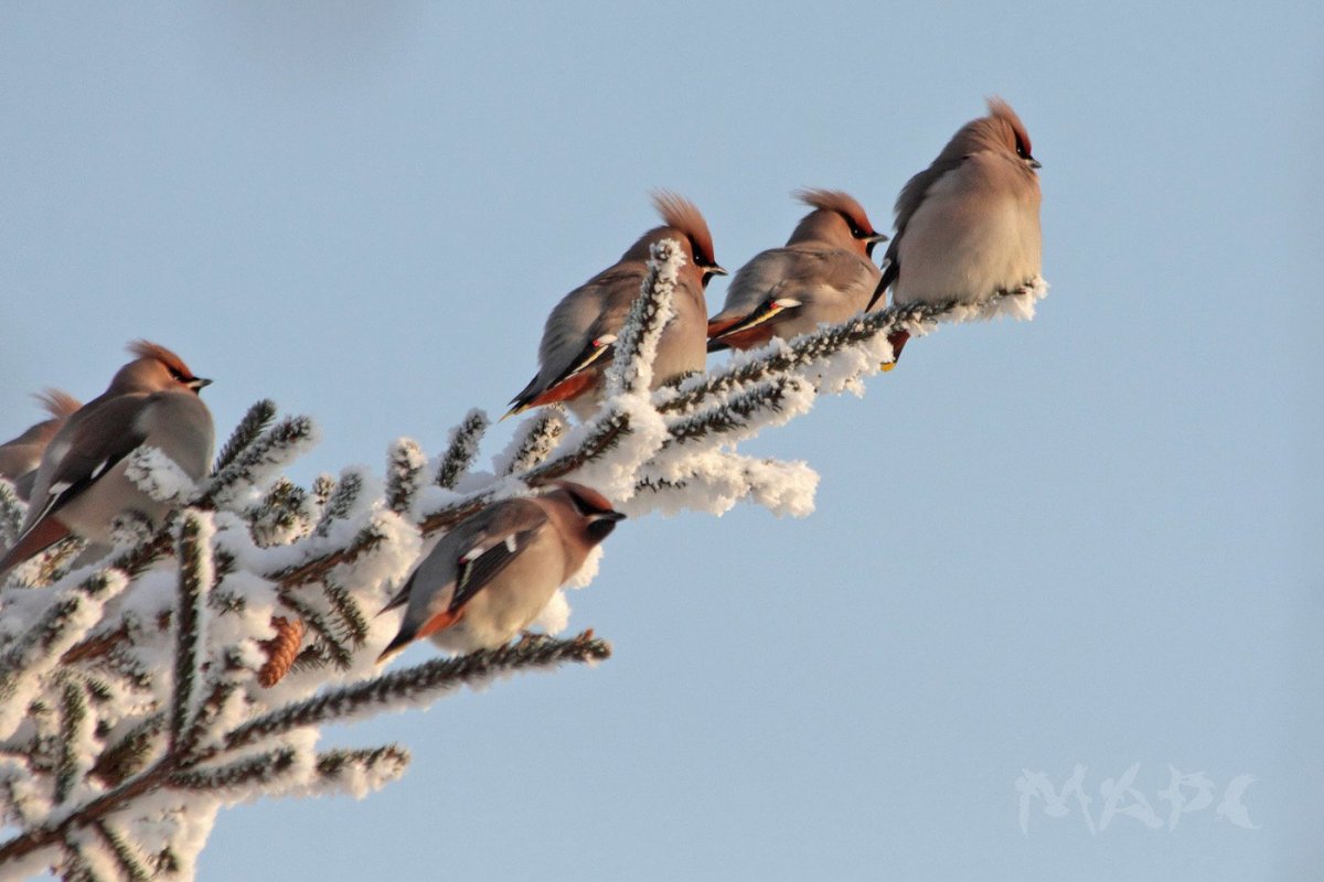 Свиристели на елках
