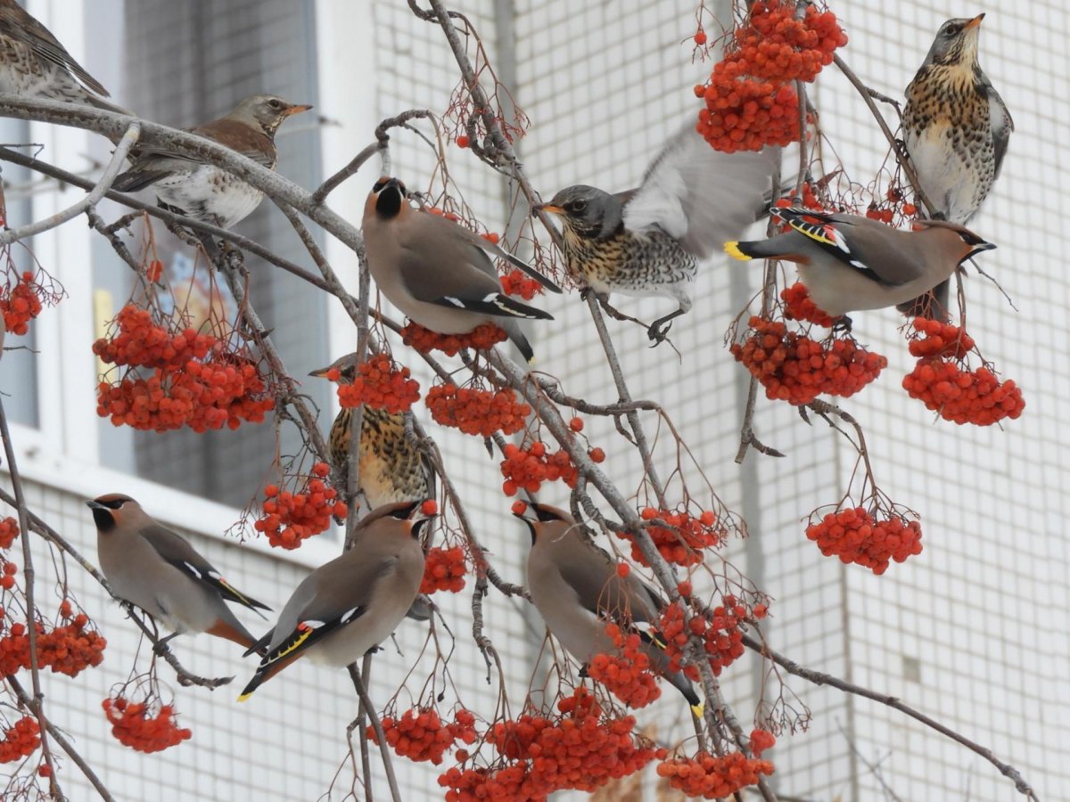 Птица Дрозд Клест свиристель