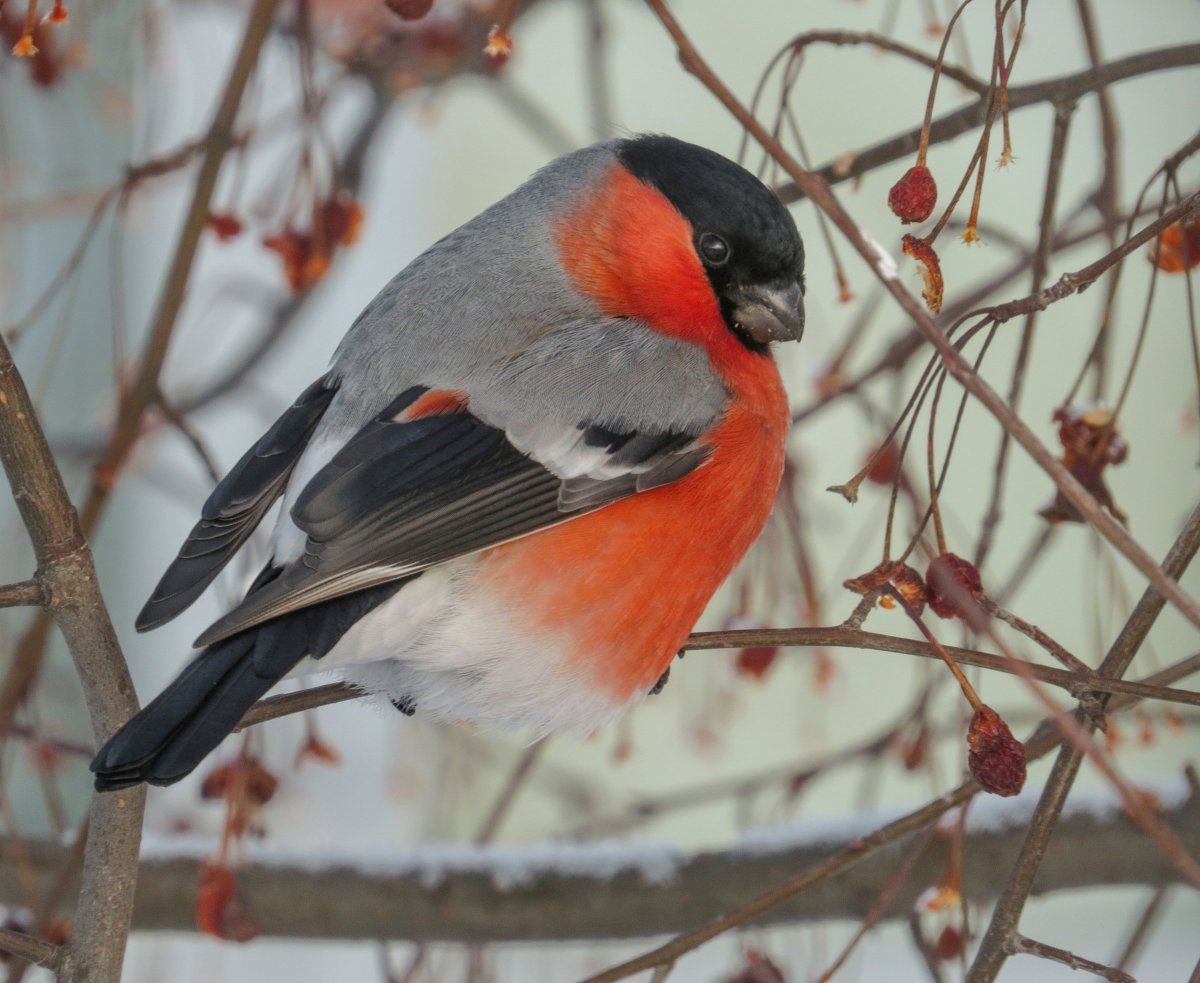 Птицы России Снегирь